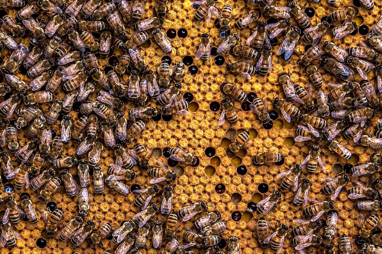 protege-tu-explotacion-de-abejas-con-nuestro-seguro-Multirriesgo-Apícola