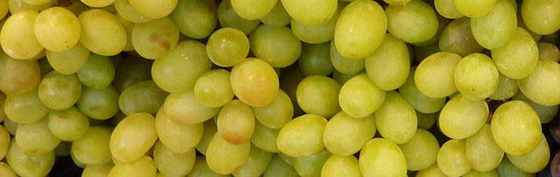 seguro para las explotaciones de uva de mesa