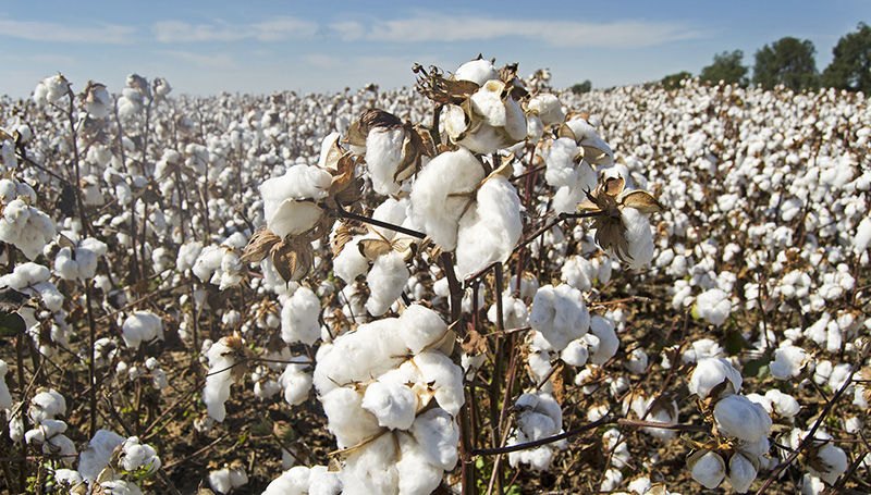 seguro para Explotaciones de cultivos Industriales Textiles