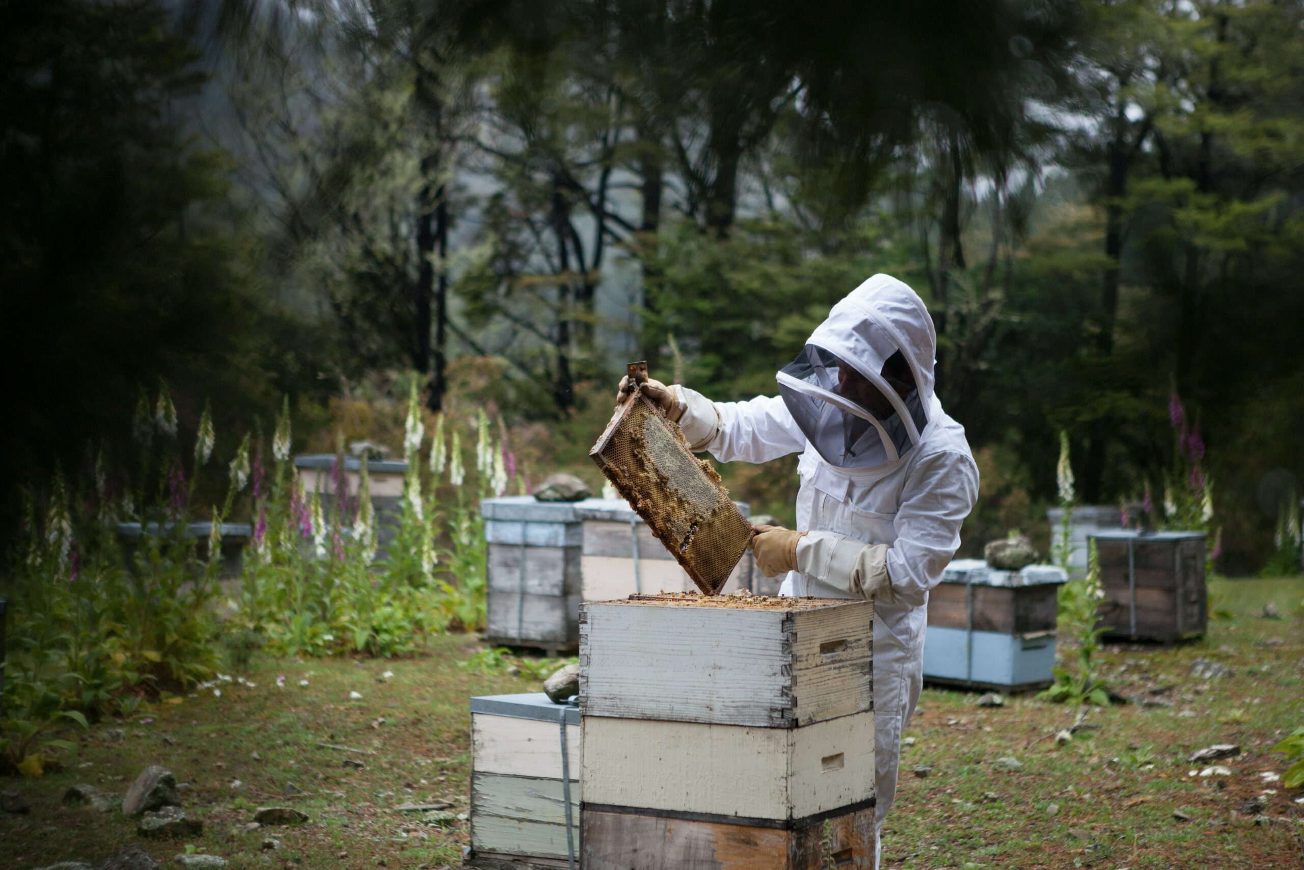 apicultura riesgos